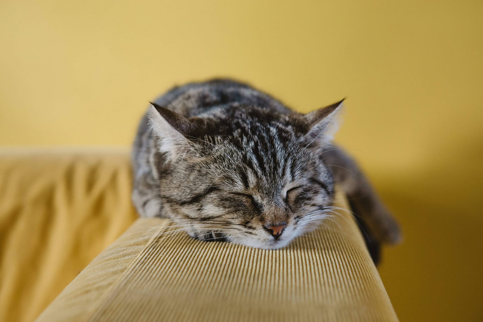 Chat allongé sur un canapé, illustrant le bien-être et le confort du félin.