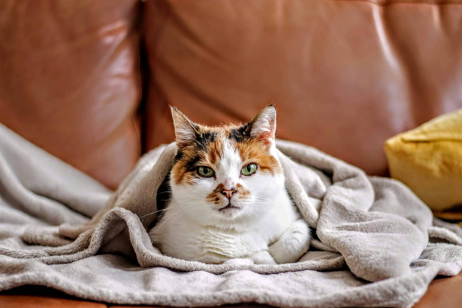 chat qui est sur un canapé avec un plaid qui semble nécessiter des soins