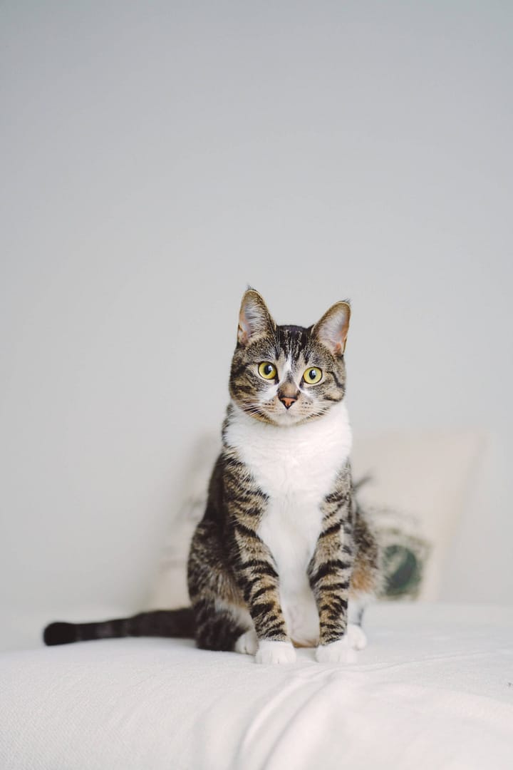 Chat assis sur un lit, observant fixement devant lui, illustrant la concentration et l'attention du félin.