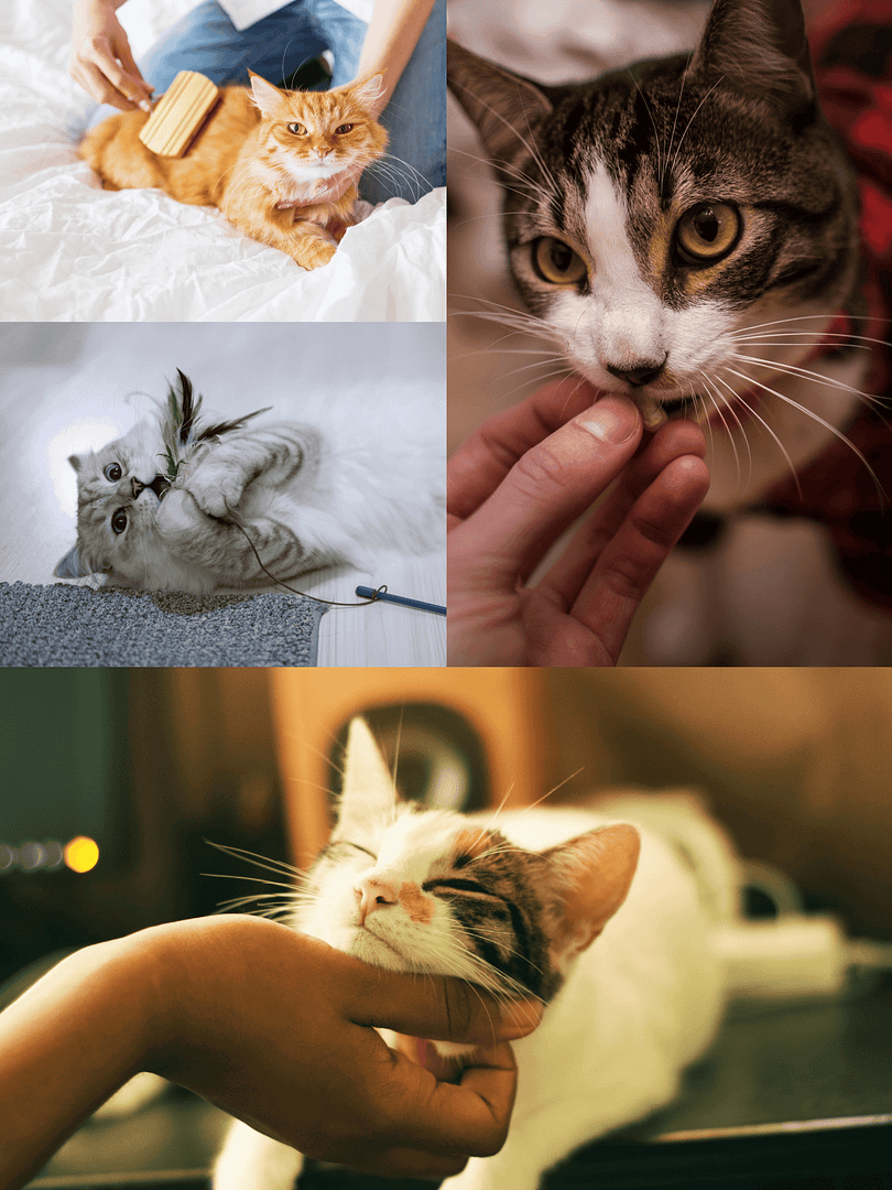 Photo illustrant le cat sitting : un chat caressé, un autre jouant avec un plumeau, un humain donnant une friandise, et un autre brossant un chat, montrant le soin attentif et personnalisé offert aux chats.